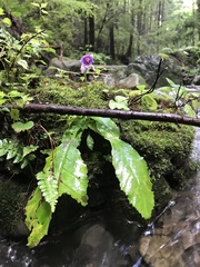 Conandron ramondioides