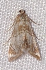 Eoparargyractis plevie