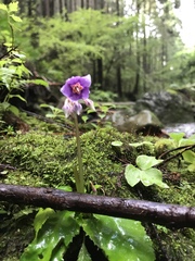 Conandron ramondioides