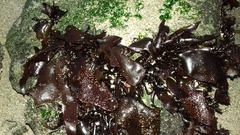 Mazzaella laminarioides