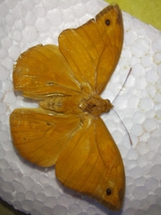 Opsiphanes boisduvallii
