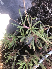 Phemeranthus mengesii