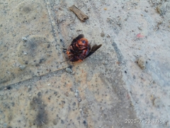 Poecilocoris druraei