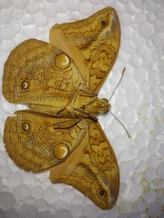 Opsiphanes boisduvallii