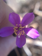 Phemeranthus mengesii