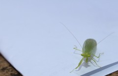 Tropidomantis kawaharai