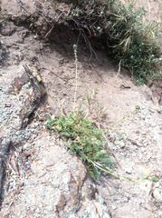 Acaena pinnatifida californica