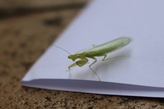 Tropidomantis kawaharai