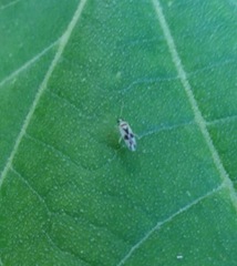 Plagiognathus albatus