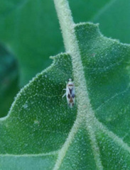 Plagiognathus albatus