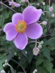 Eriocapitella × hybrida