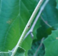 Plagiognathus albatus