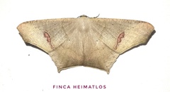 Euclysia columbipennis