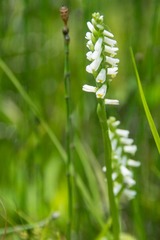 Spiranthes lucida