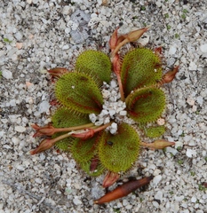 Drosera bulbosa