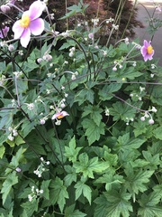 Eriocapitella × hybrida