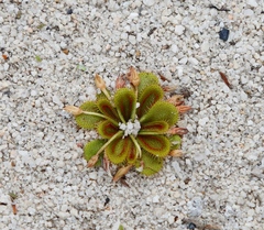 Drosera bulbosa