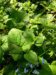 Brunnera macrophylla