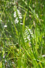 Spiranthes lucida