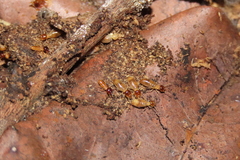 Nasutitermes corniger