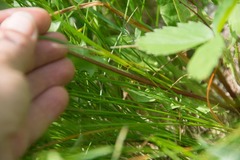 Sisyrinchium mucronatum