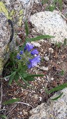 Polemonium viscosum