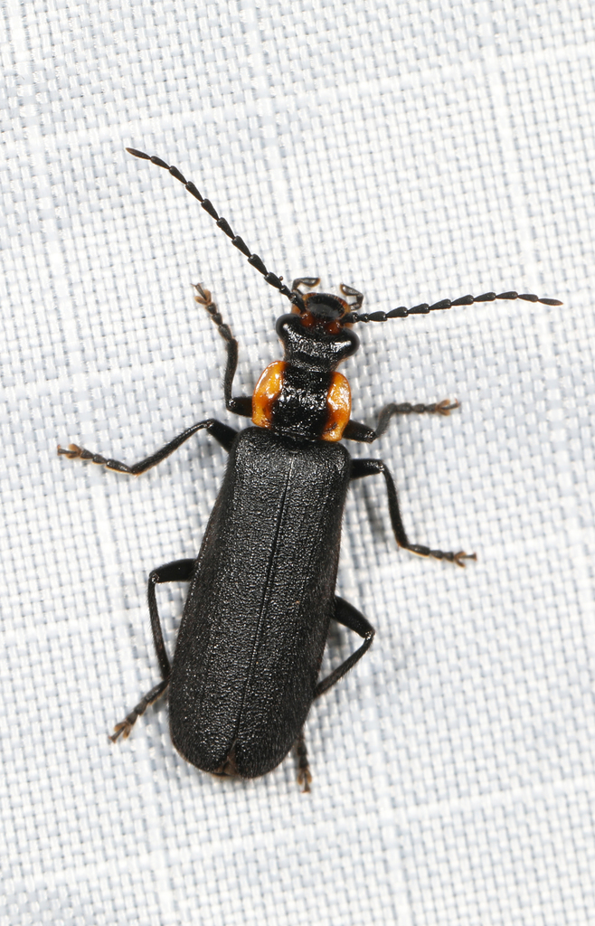 Podabrus frater