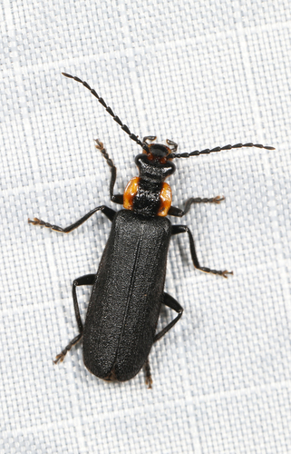 Podabrus frater