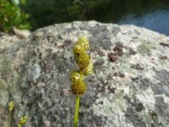 Carex cumulata