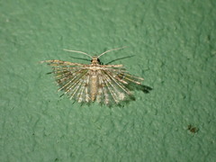Alucita eudactyla