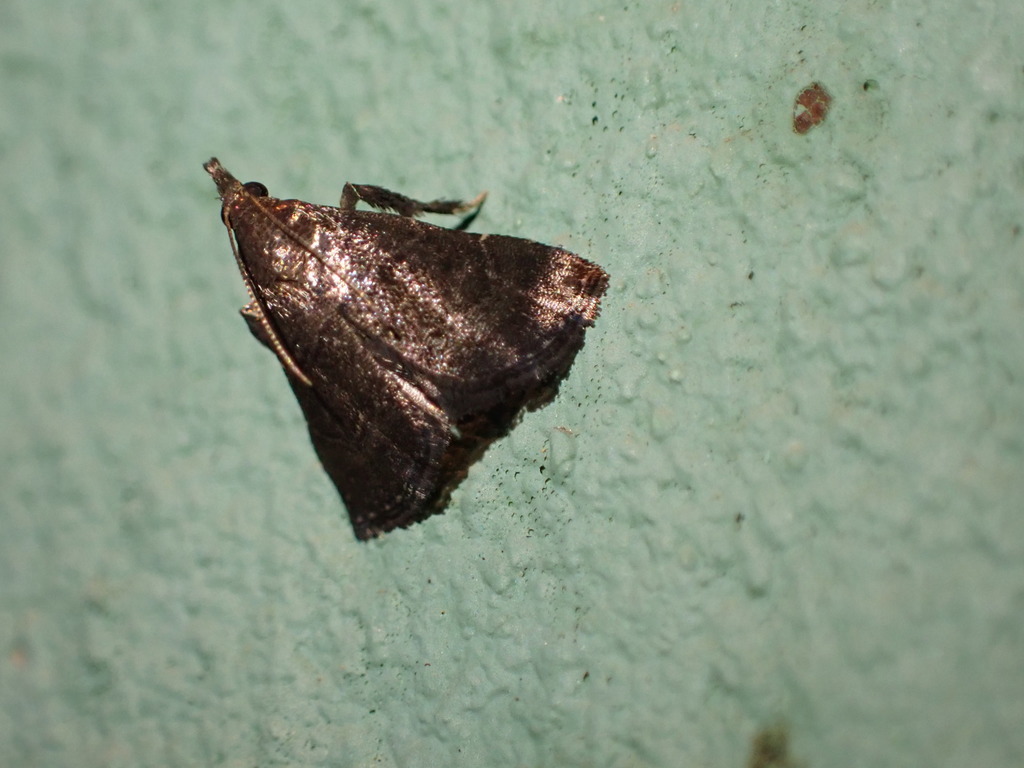 Gephyrella