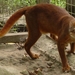 Gato-Vermelho-de-Bornéu - Photo (c) Bay_cat_1_Jim_Sanderson.jpg, alguns direitos reservados (CC BY-SA)