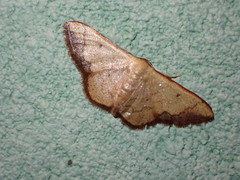 Idaea rufulata
