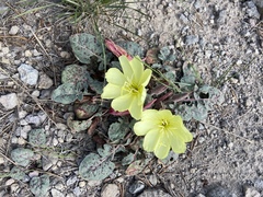 Oenothera xylocarpa