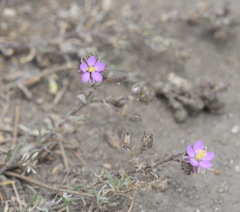 Spergularia macrotheca
