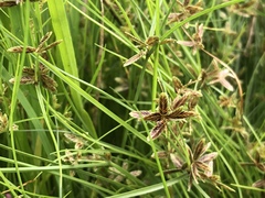 Cyperus bipartitus