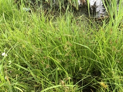 Cyperus bipartitus