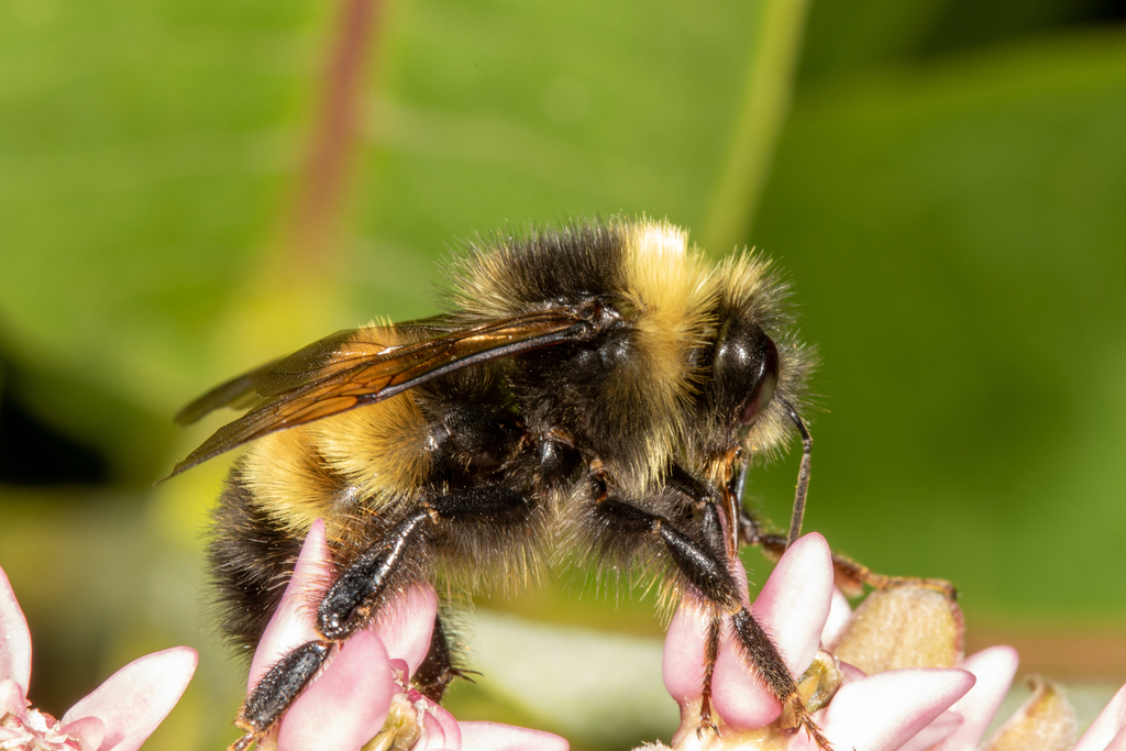 Sonoran Bumble Bee (University of Arizona Pollinator Field Guide) ·  iNaturalist