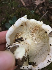 Lactifluus subvellereus