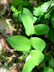 Uvularia grandiflora