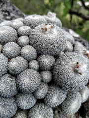 Epithelantha greggii