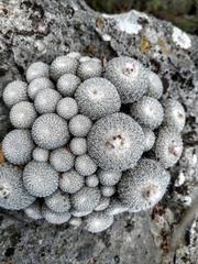 Epithelantha greggii