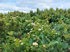 Spiraea beauverdiana