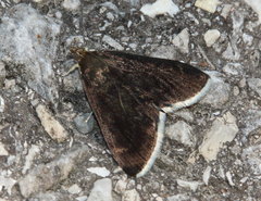 Pyrausta niveicilialis