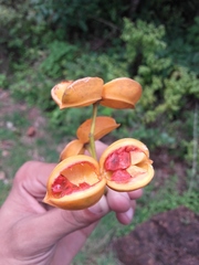 Tabernaemontana alternifolia