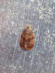 Clepsis listerana