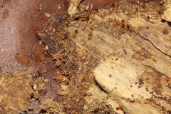 Nasutitermes corniger