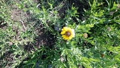 Helianthus laciniatus