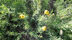 Helianthus laciniatus