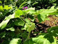 Podophyllum peltatum